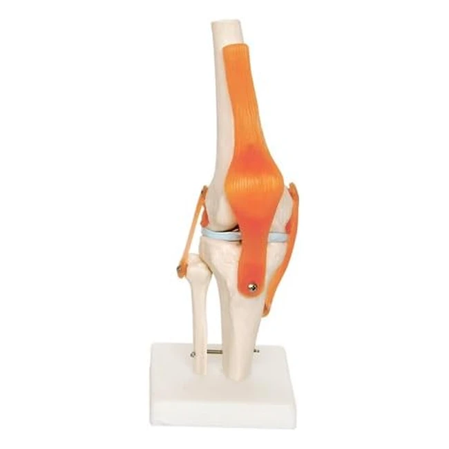 Modelo anatómico de rodilla 66fit - Ref. 12345 - Flexión, extensión y rotación
