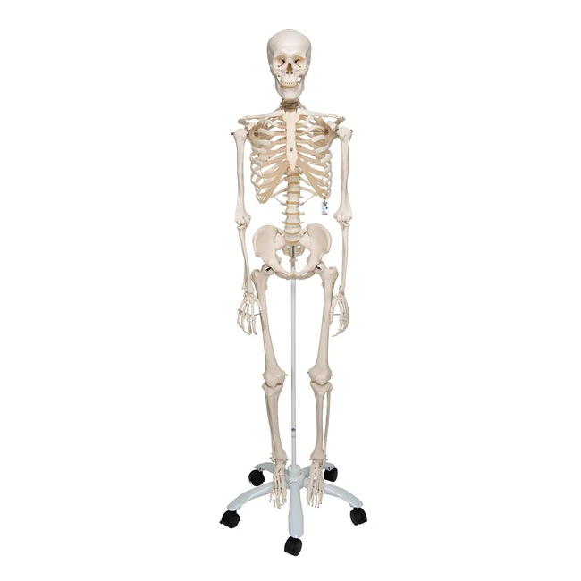 3B Scientific Anatomie Skelett Stan - Klassisches Modell, lebensgroß, inklusive Stativ und transparenter Staubschutzhaube - A10 und A101 als Lernmodell oder Lehrmittel