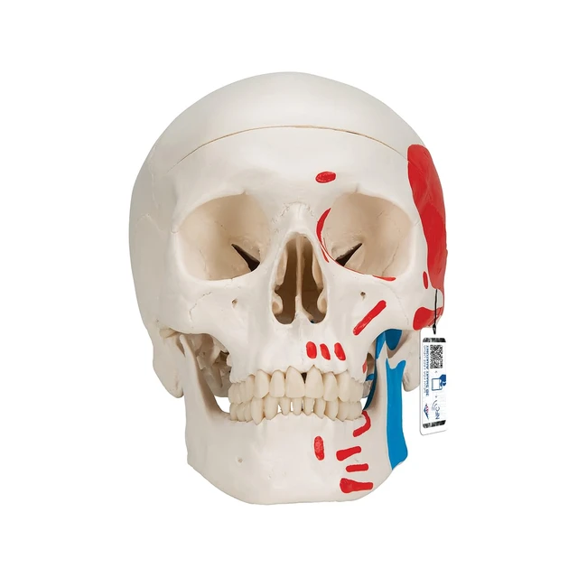 Modello Cranio 3B Scientific A23 - Dipinto, 3 Parti, App Gratuita di Anatomia